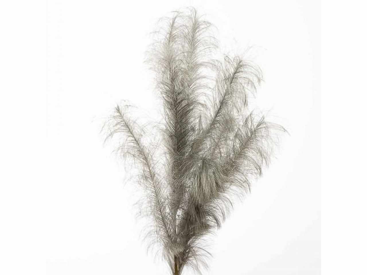 Pampas 140cm silver 1nhz2082