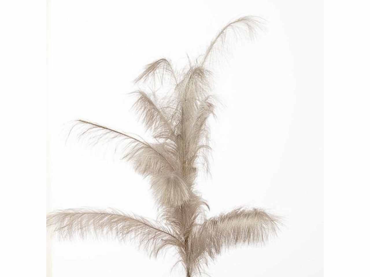 Pampas 180cm chamapagne 2phz2099