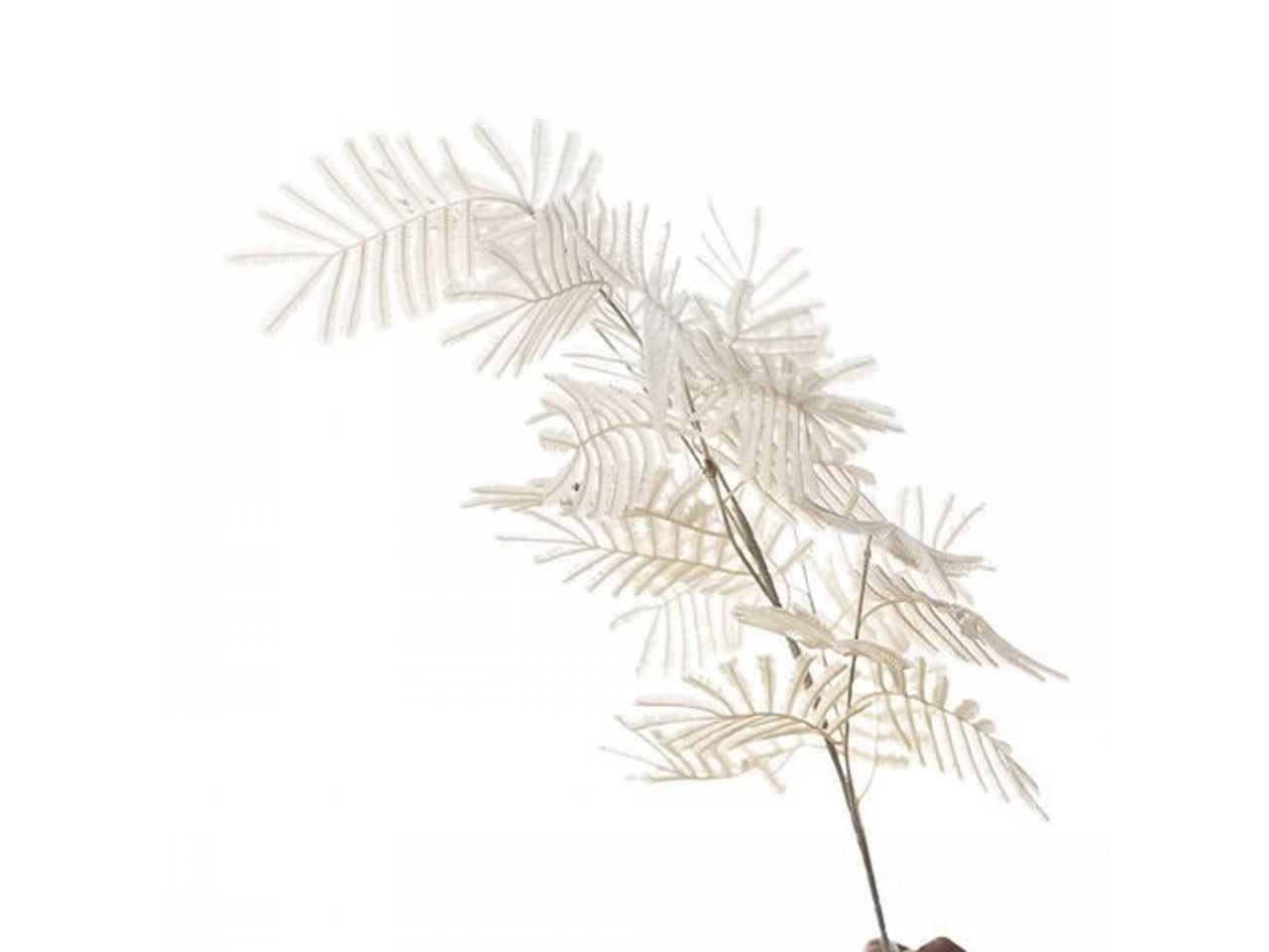 Ramo foglia di mimosa 100cm crema