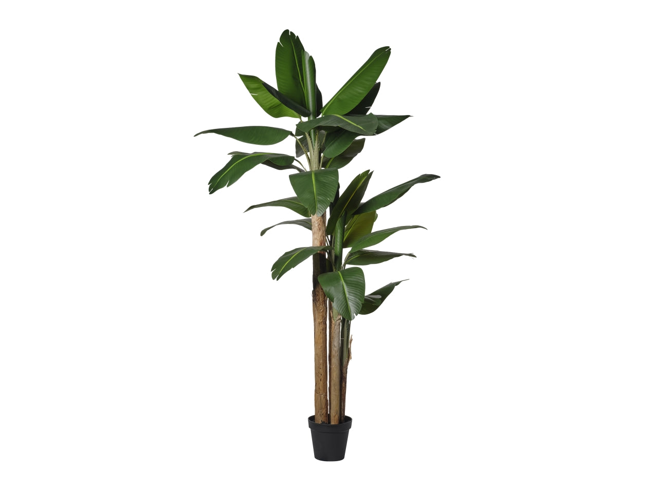 Pianta di banana 220cm con vaso colore verde