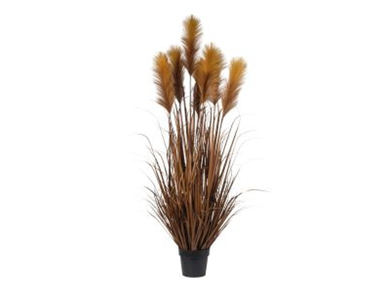 Pianta pampas x7 in vaso 155cm arancione