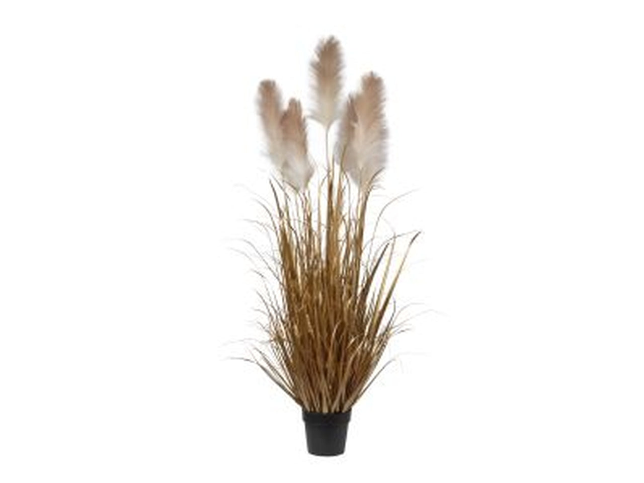 Pianta pampas x7 in vaso 155cm giallo