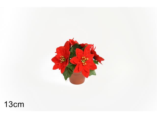 Piantina stella di natale 13cm ro007551