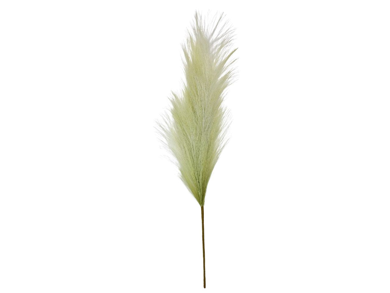 Pampas con stelo 70cm verde