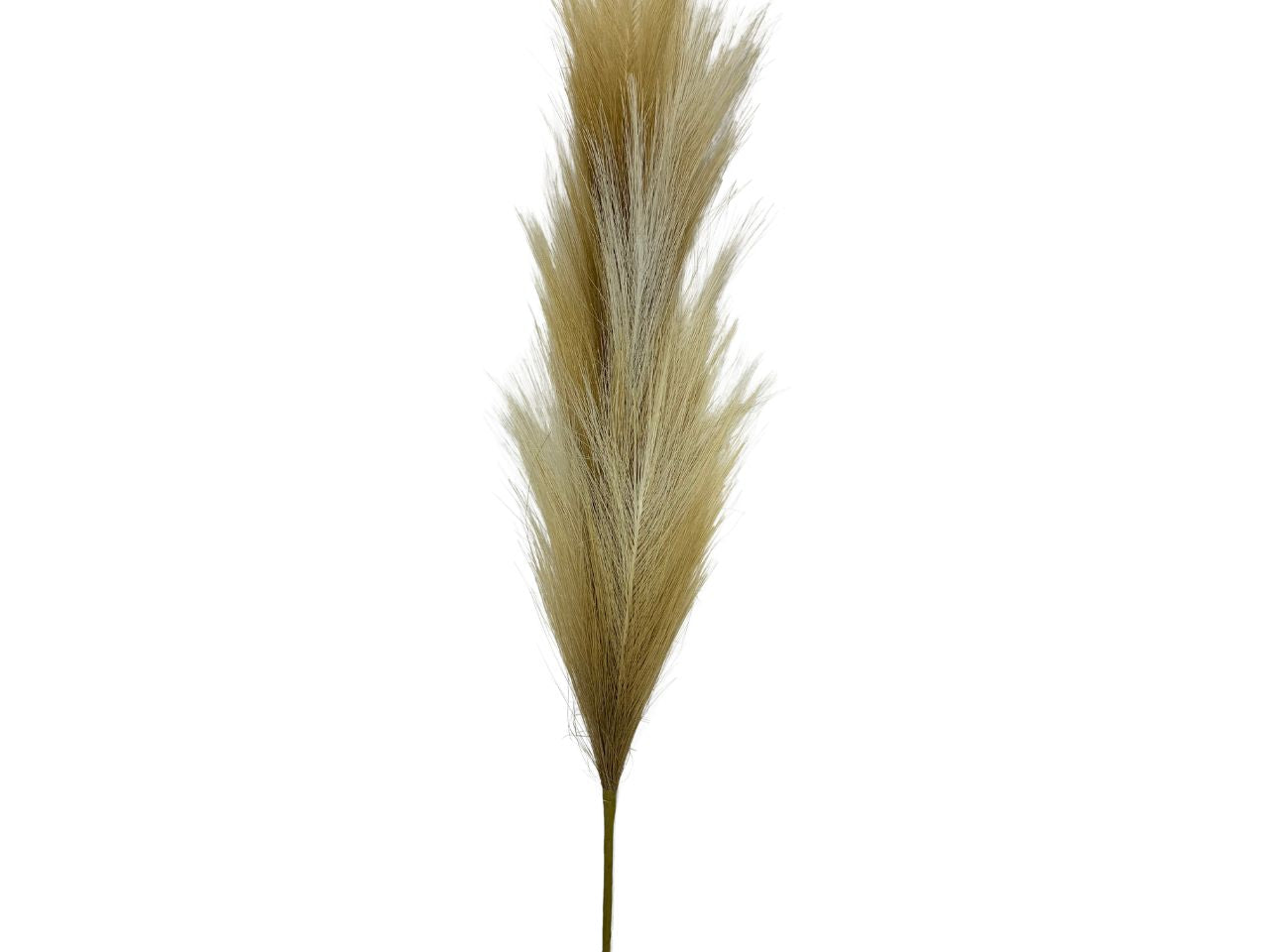 Pampas con stelo marrone 70cm