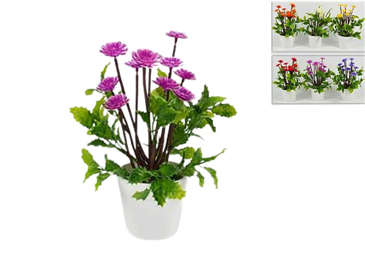 Piantina fiori ro006642
