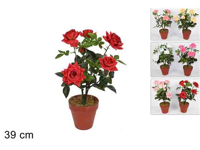Piantina rose al005005