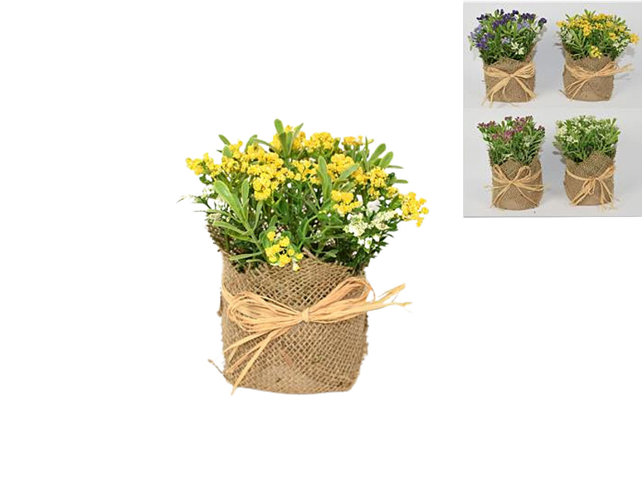 Piantina fiori di pizzo 16cm mo000588