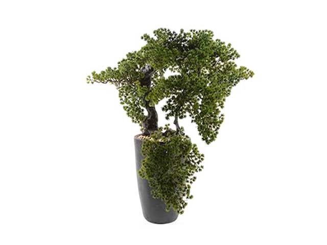 Bonsai in vaso grande 65x75xh.94 03648