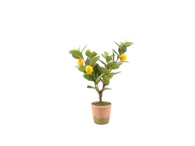 Pianta di limoni 30x25xh.45cm 51564