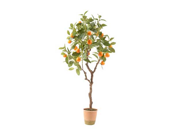 Pianta di mandarino 50x50xh.115cm 51717