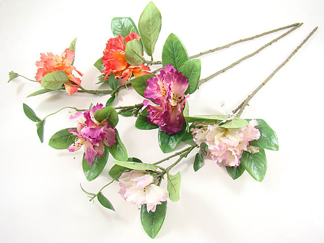 Oleander nerium bfm289