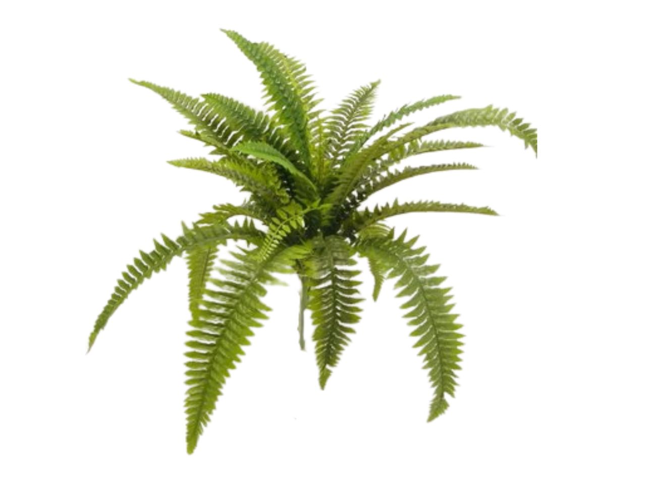 Mazzo di felce colore verde 60cm