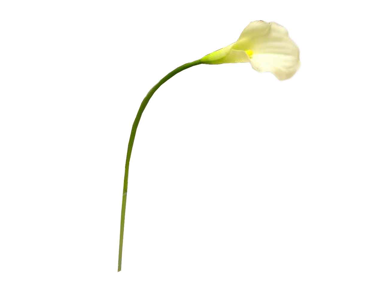 Calla spruzzata 55cm crema 114435