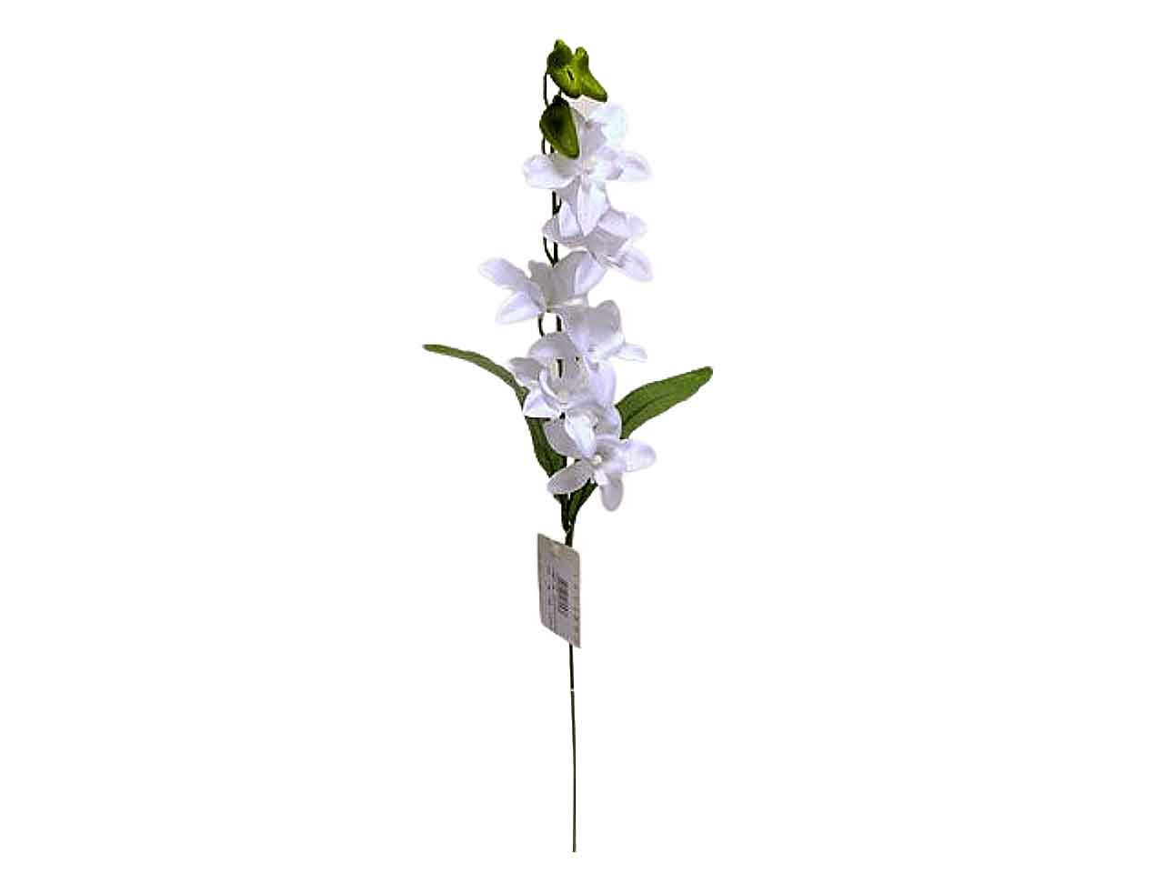 Orchidea singapore crema 114817