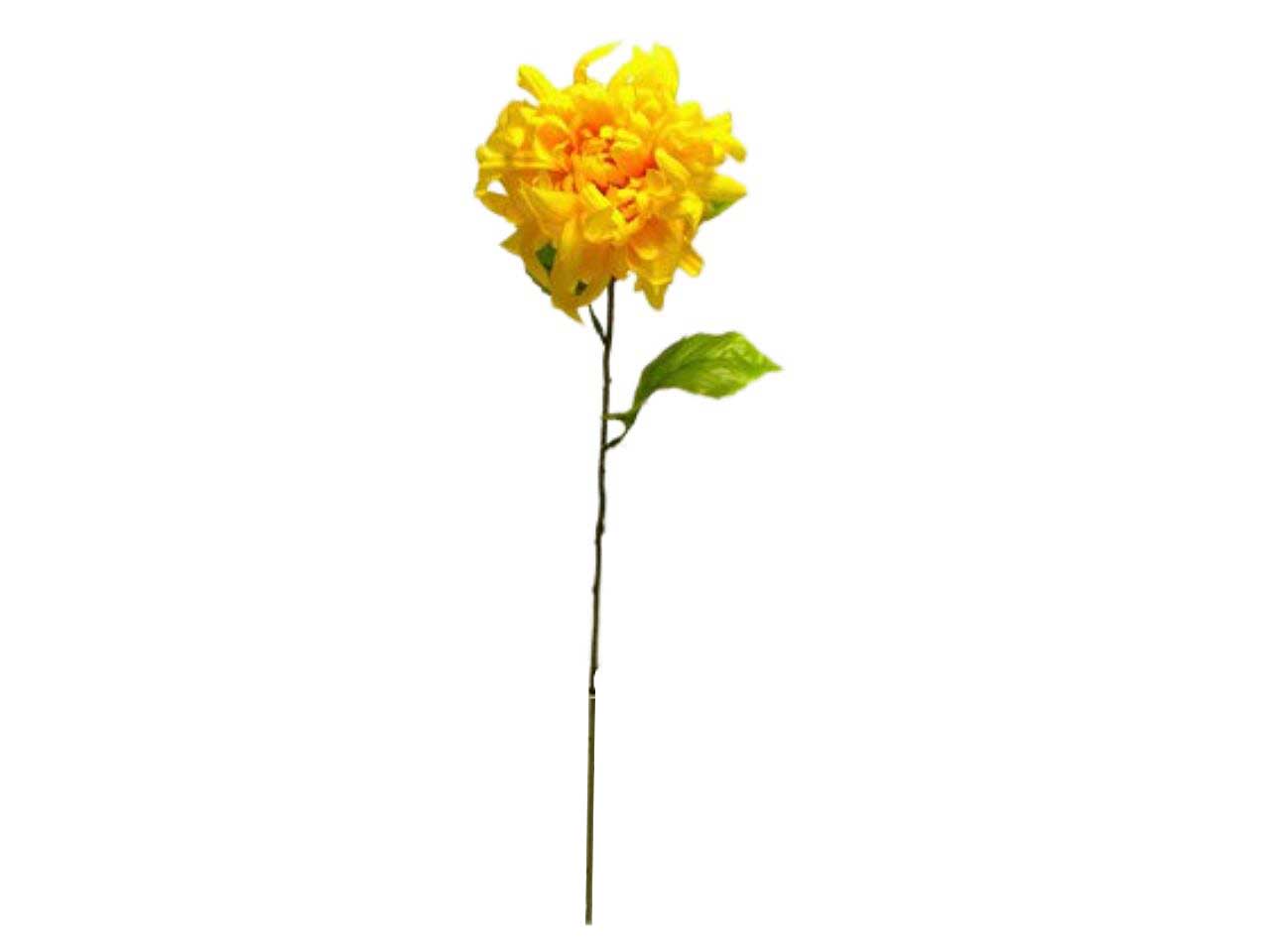 Crisantemo singolo spruzzato giallo