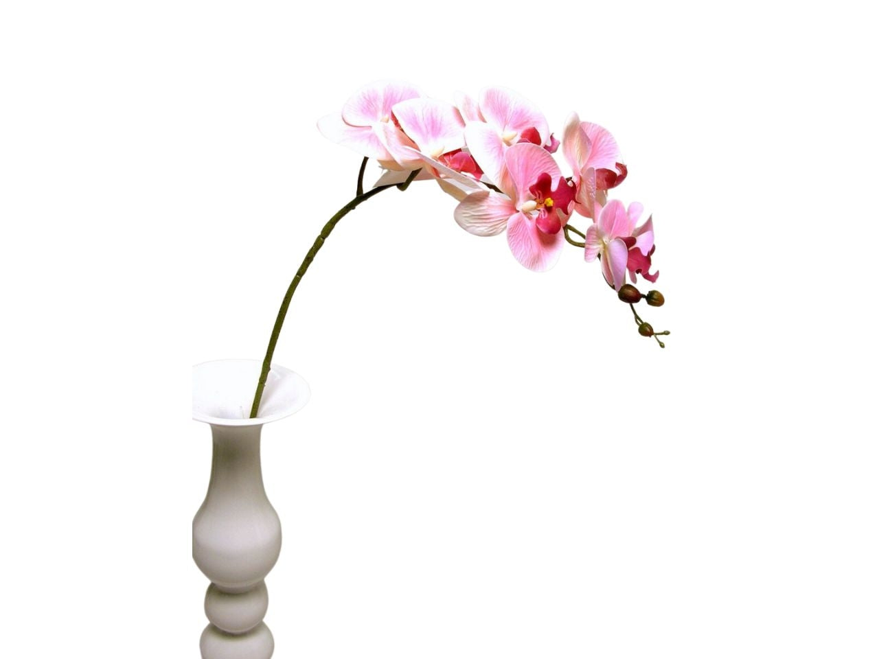 Orchidea spruzzata colore rosa
