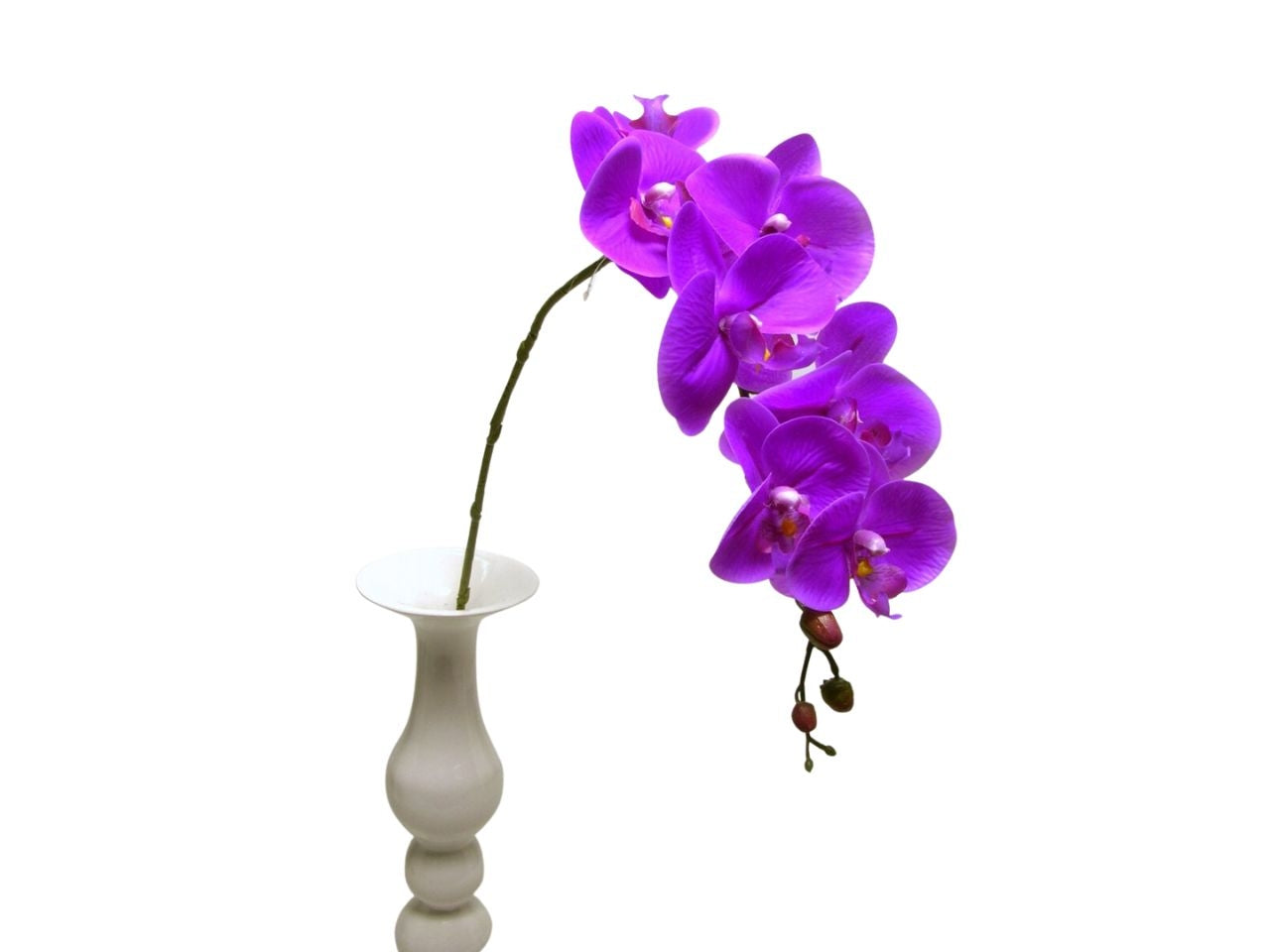 Orchidea spruzzata colore fuxia