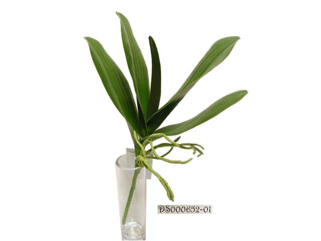 Foglia di orchidea verde ds000652