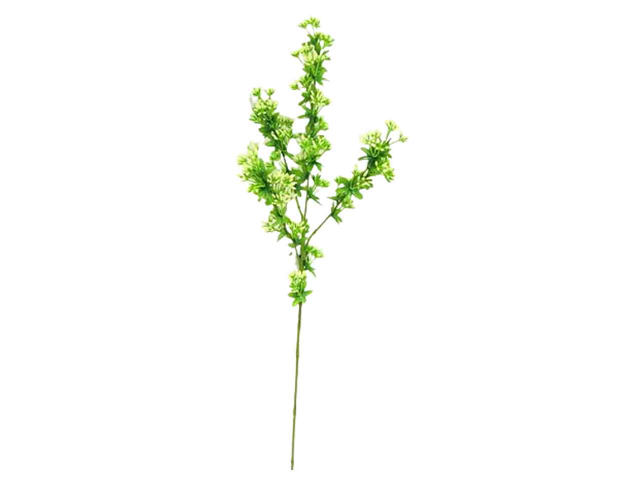 Aglio selvatico 64cm ds001359