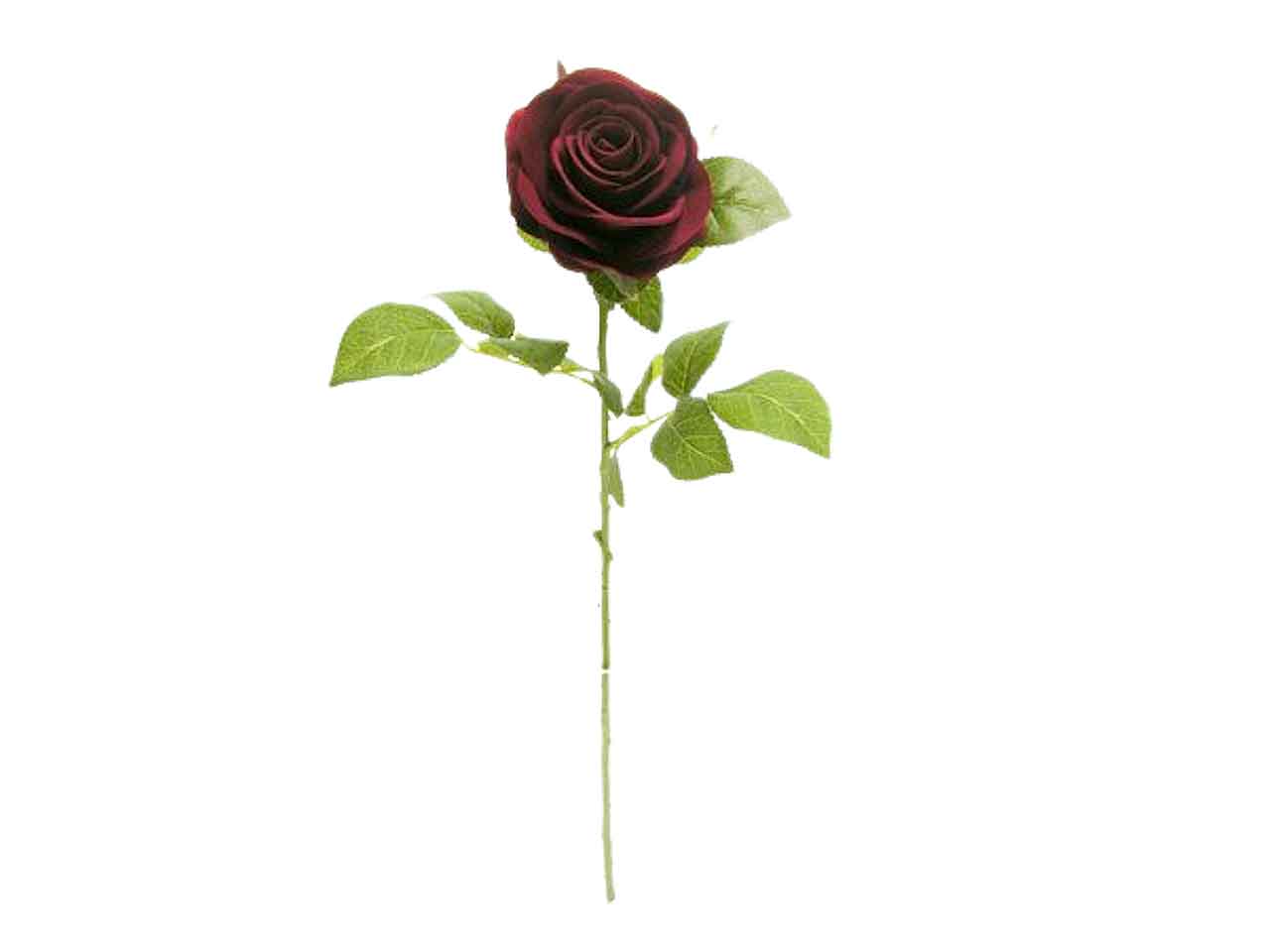 Rosa singola spruzzata colore bordeaux 64cm