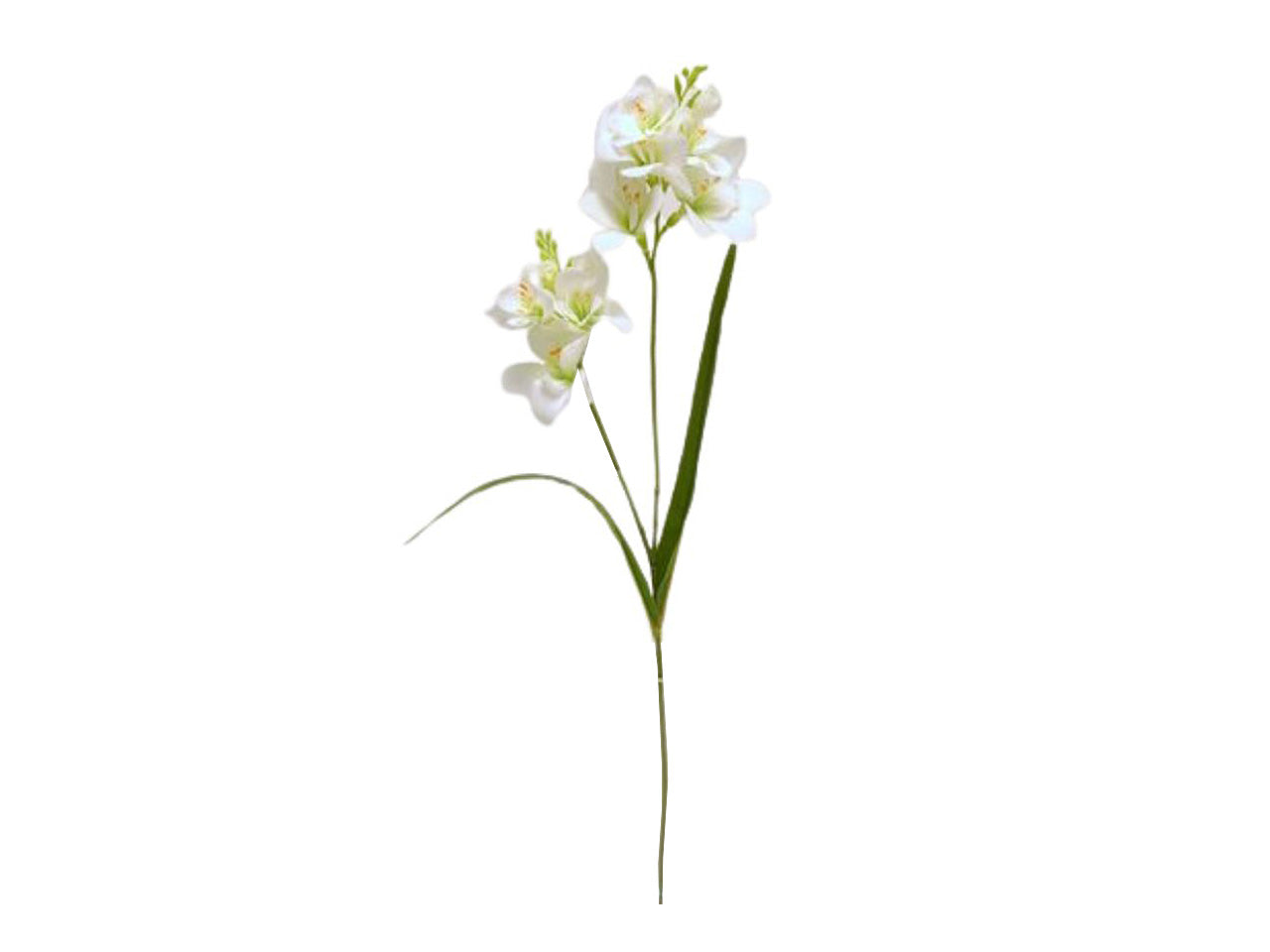 Fresia colore crema 65cm