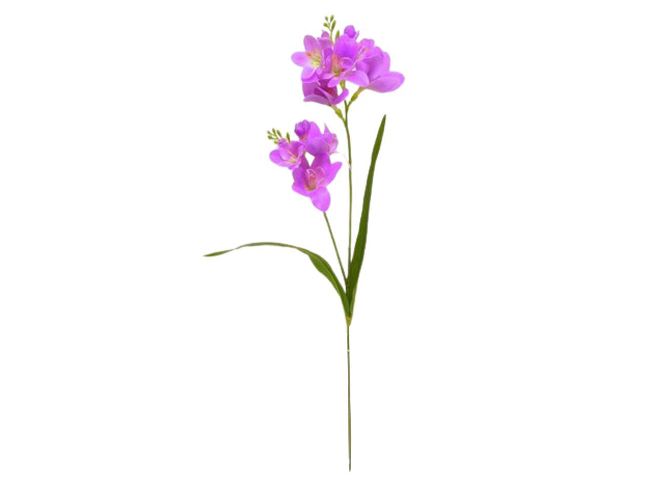 Fresia colore fucsia 65cm