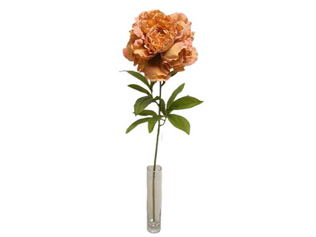 Peonia singola 70cm pesca da000234