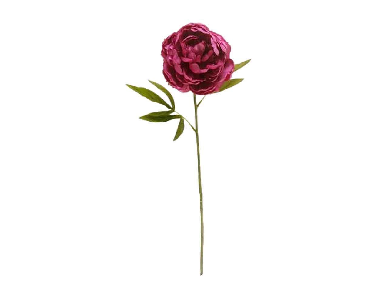 Peonia fucsia ds002078