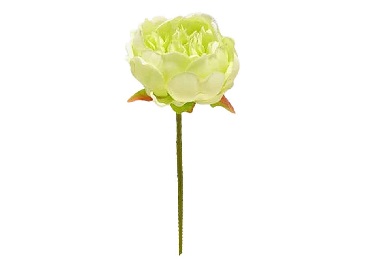 Peonia singola spruzzata colore verde 27cm