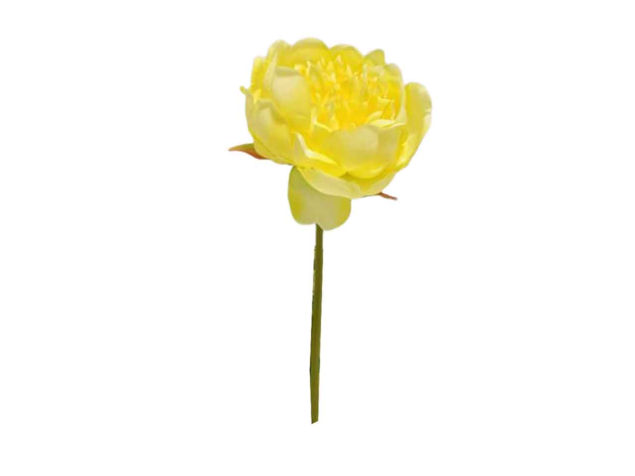 Peonia spruzzata 27cm gialla ds001883