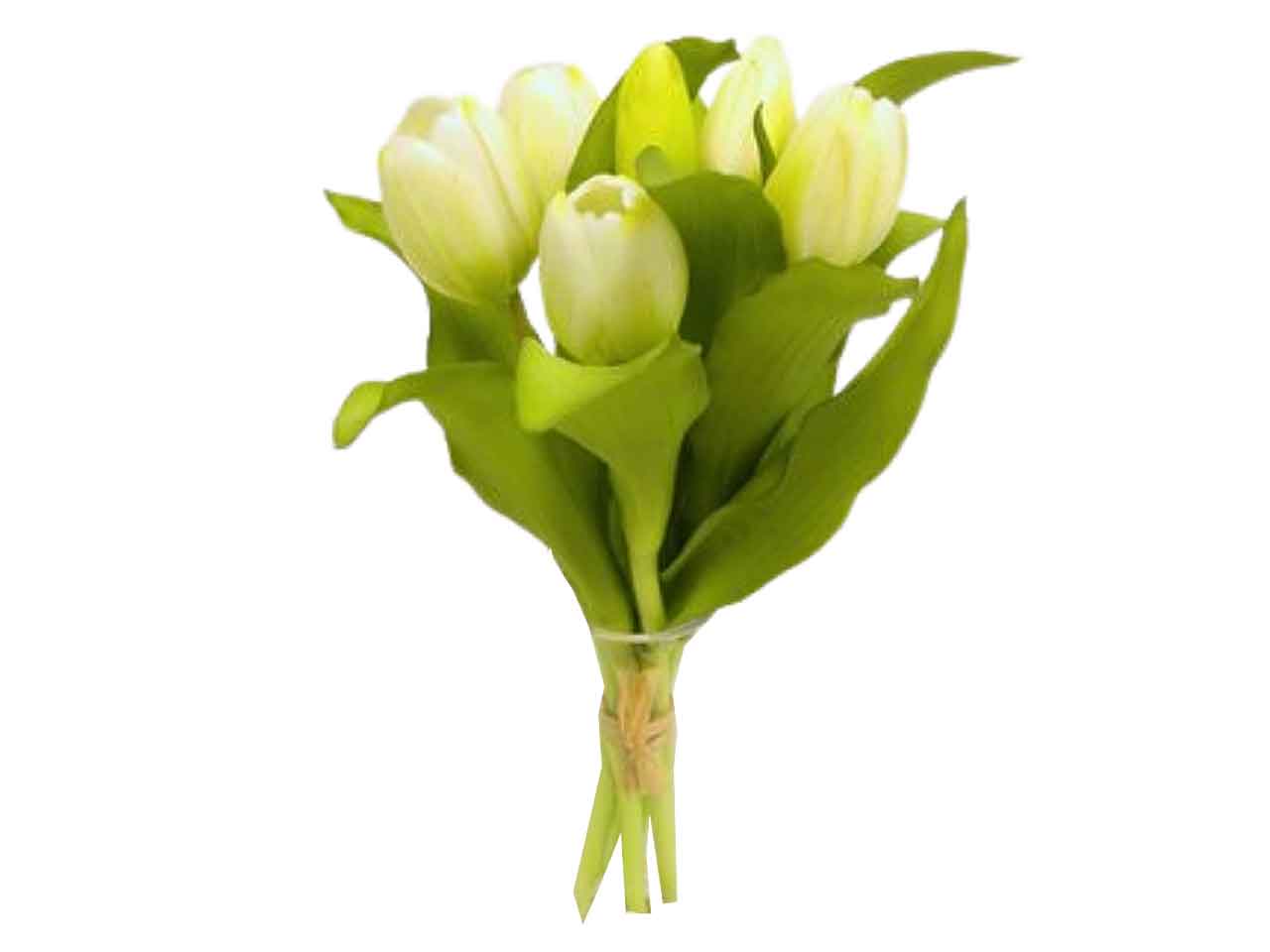Mazzo di tulipani x 7 colore crema 30cm