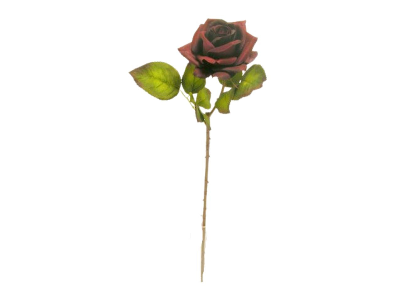 Rosa spruzzata 62cm bordeaux da000449