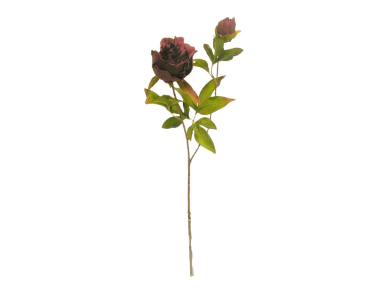 Peonia spruzzata 63cm bordeaux da000453