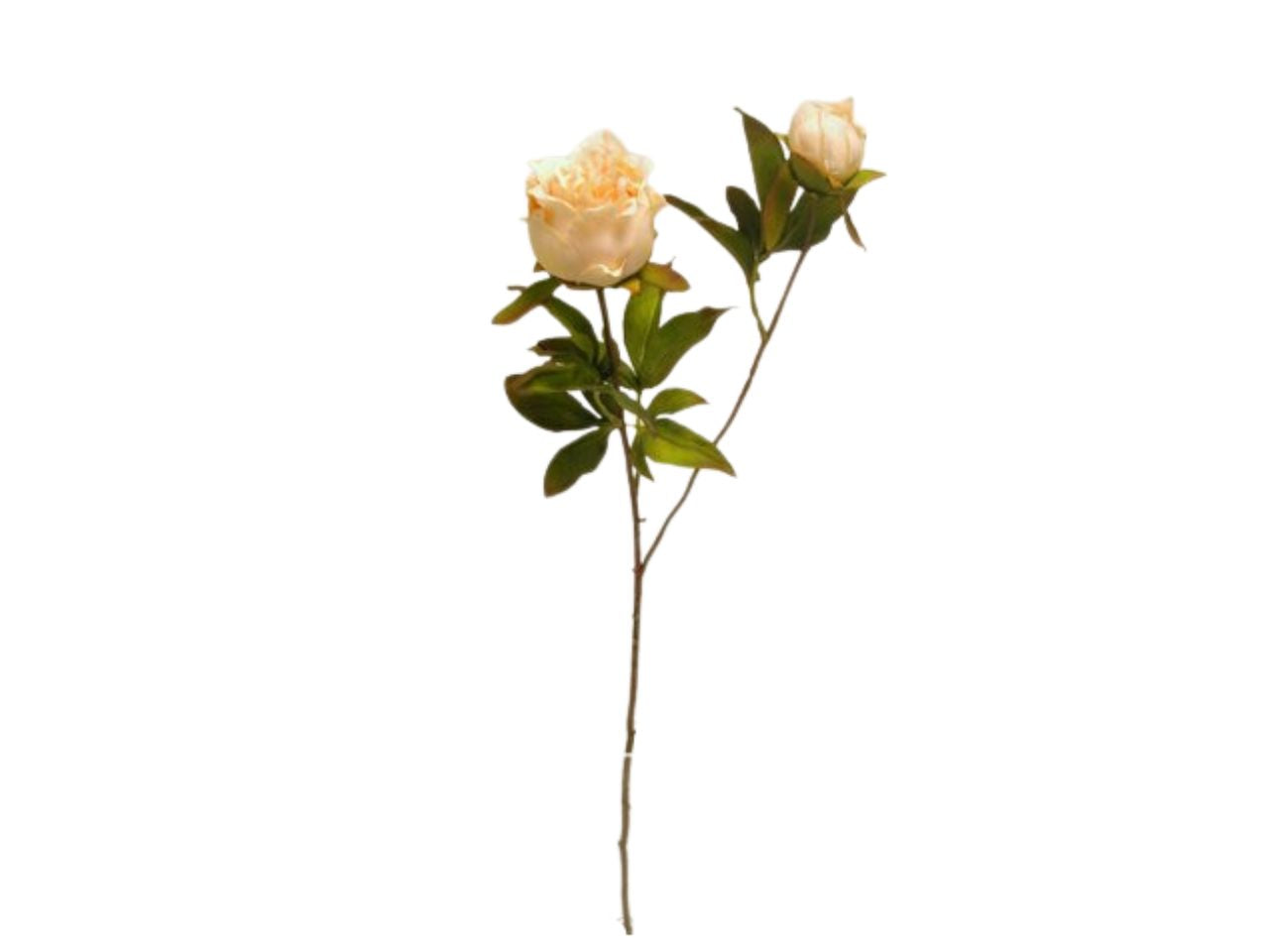 Peonia spruzzata 63cm avorio da000453