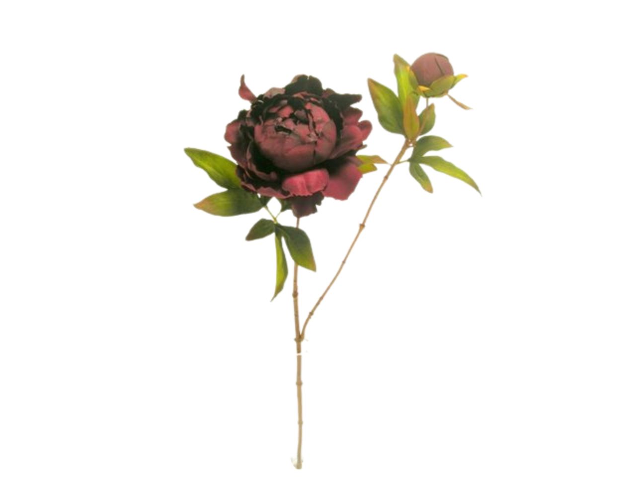 Peonia spruzzata 73cm bordeaux da000454