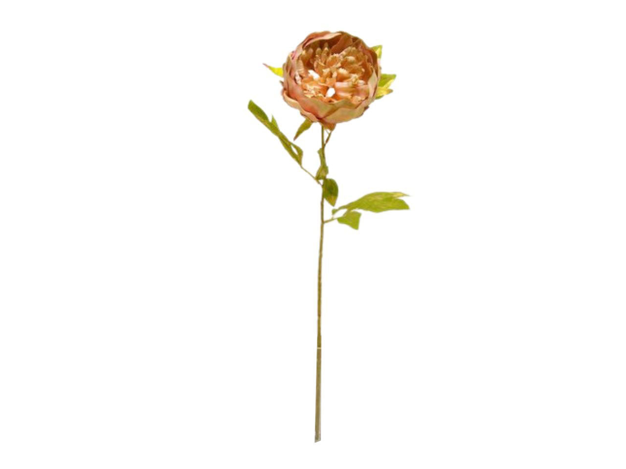 Peonia singola spruzzata 76cm rosa