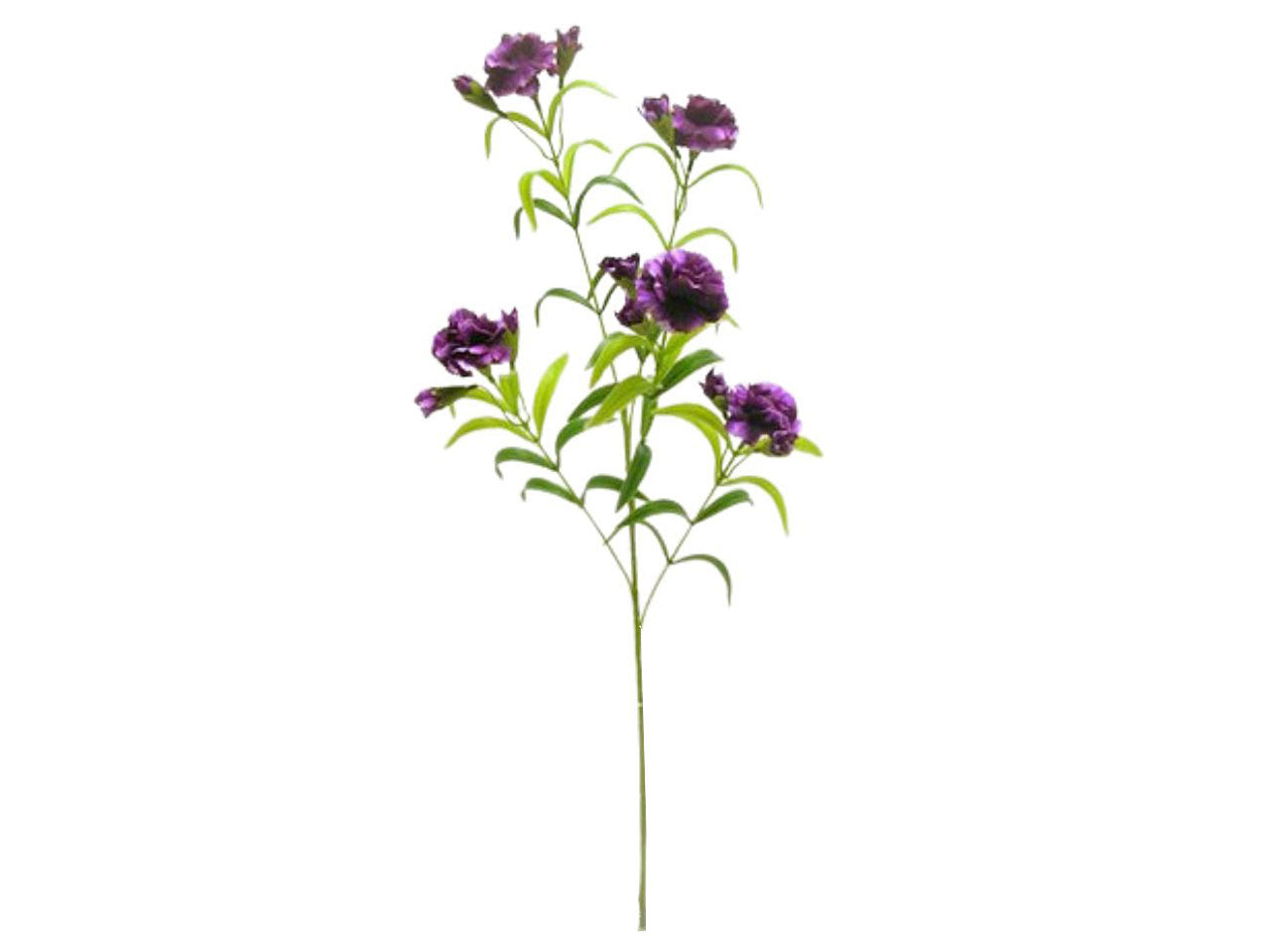 Garofano spruzzato con 5 fiori e 5 gemme colore fucsia 70cm