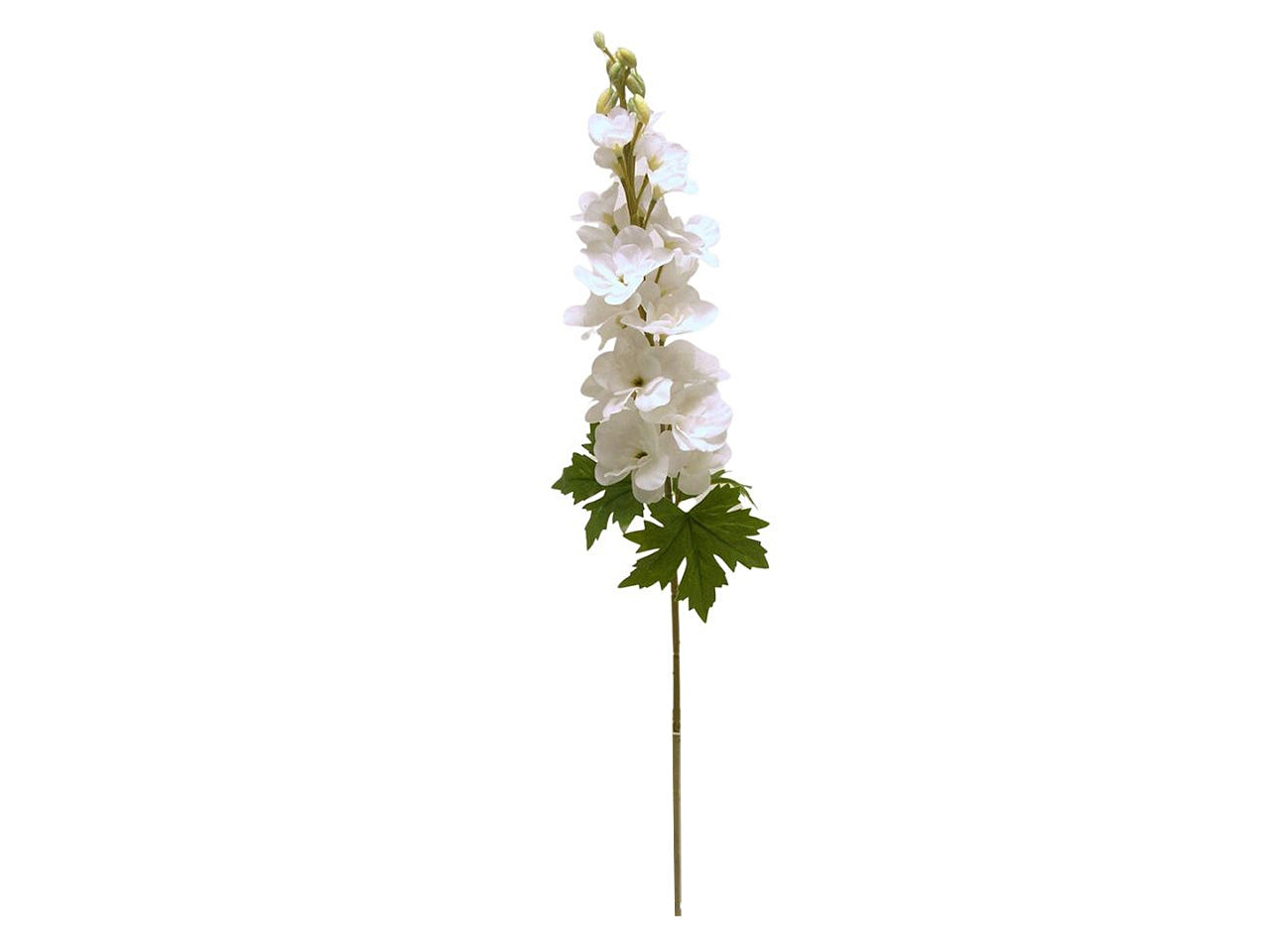 Fiore di delphinium spruzzato colore crema