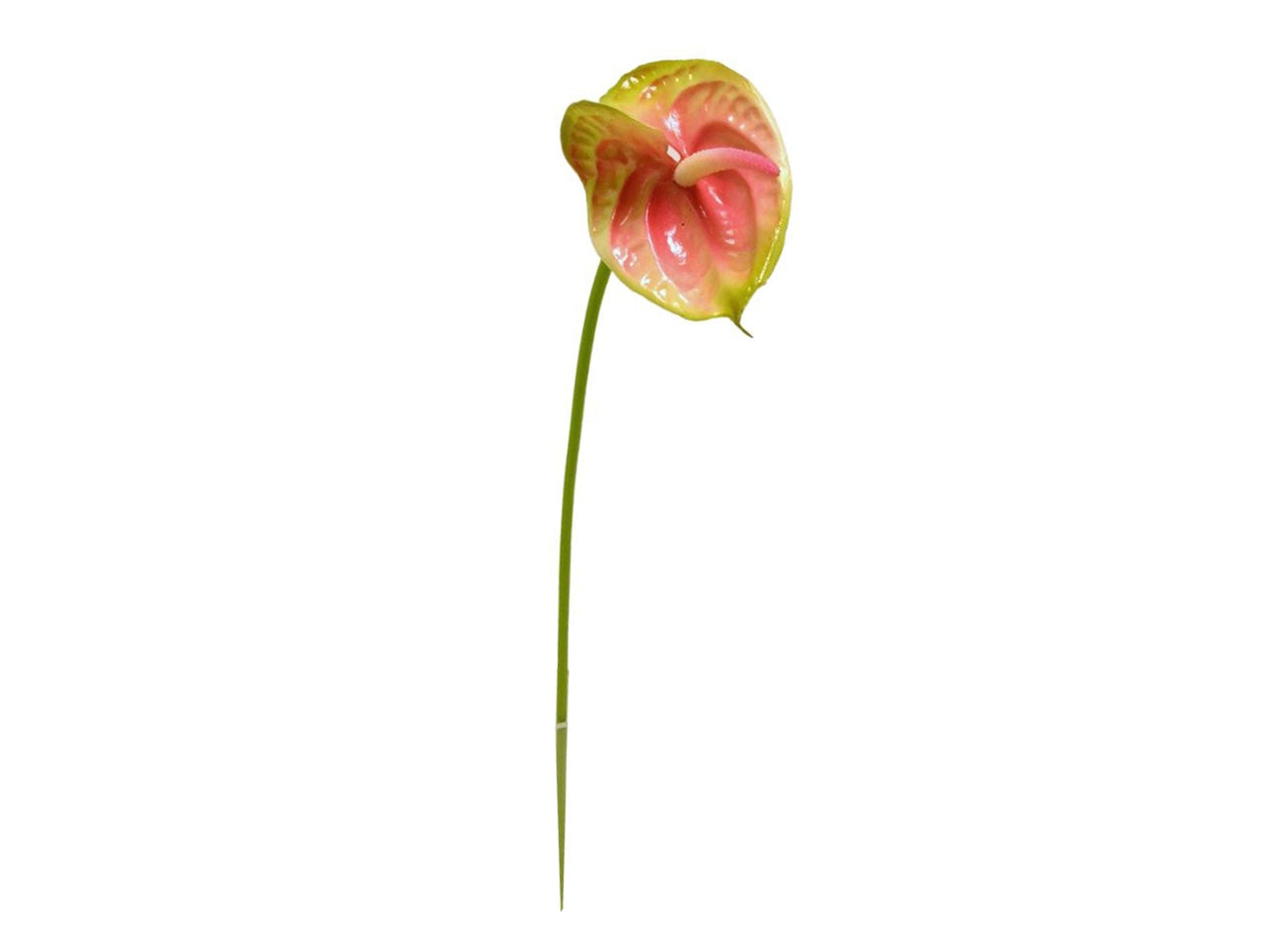 Fiore di anthurium spruzzato misura 57cm colore verde rosa