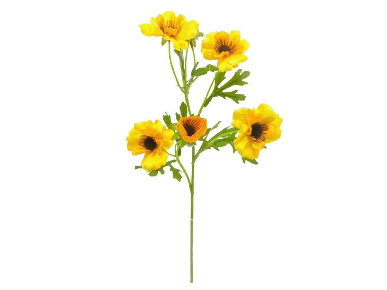 Anemone spruzzato x 4 colore giallo