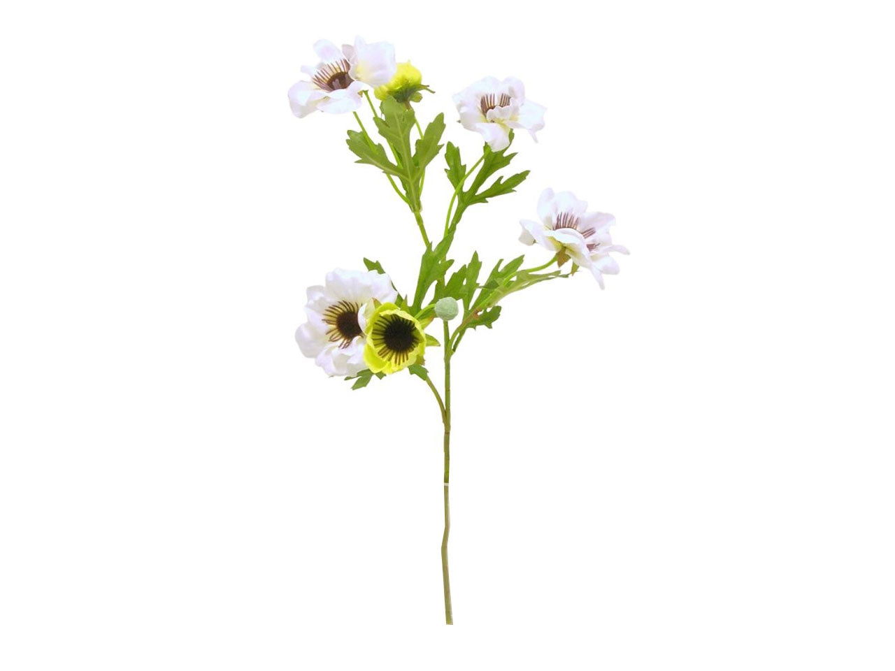 Anemone spruzzato x 4 colore crema