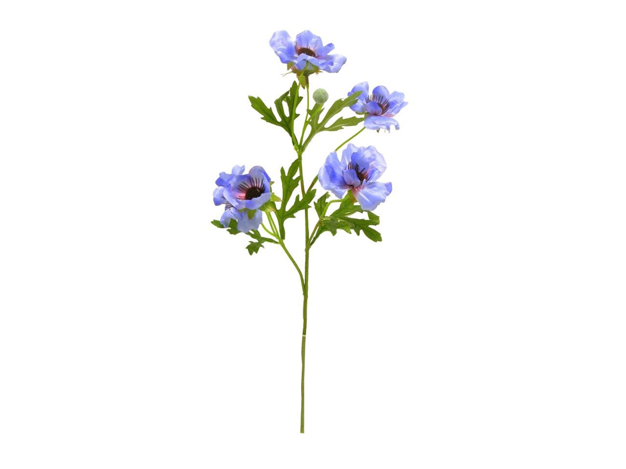 Anemone spruzzato x 4 colore blu