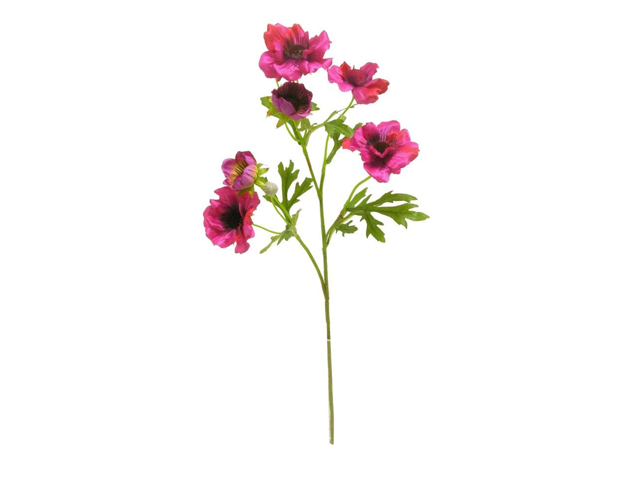 Anemone spruzzato x 4 colore fuxia