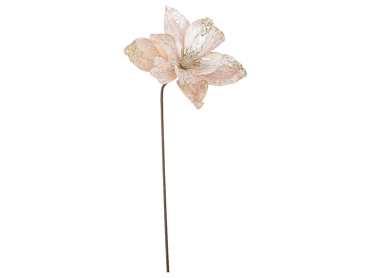Magnolia crizia 24xh.50cm champagne 0935167