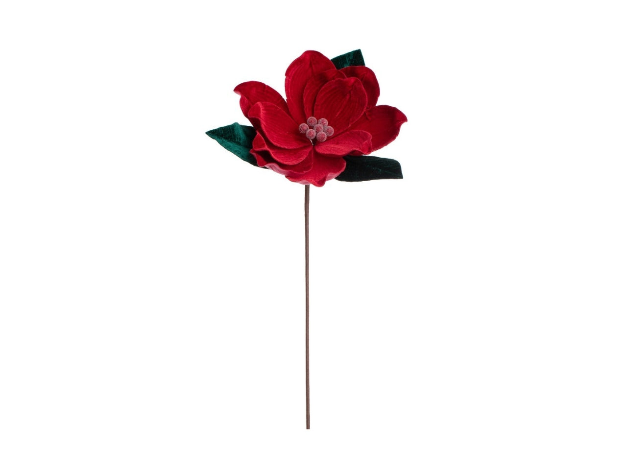 Magnolia ertemios rosso/verde 24xh.50cm