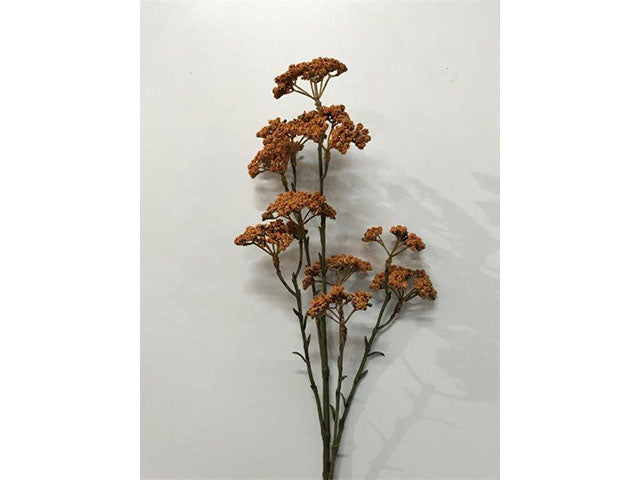 Mughetto arancio 154202509