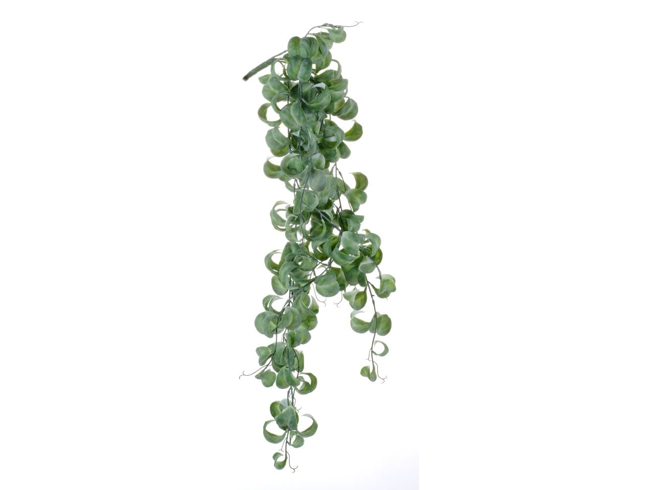 Foglia arricciata verde