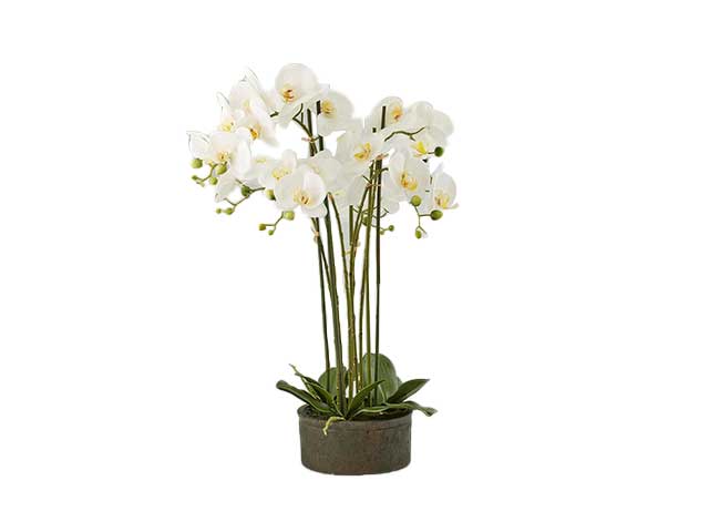 Pianta orchidea x6 con vaso h.72 bianca 213684,10