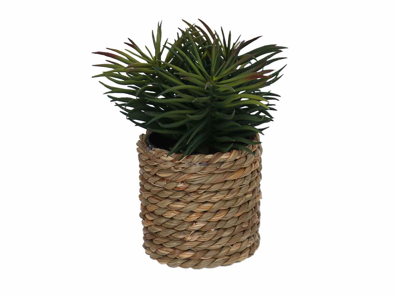 Pianta grassa verde c/vaso 10xh15 3633570000
